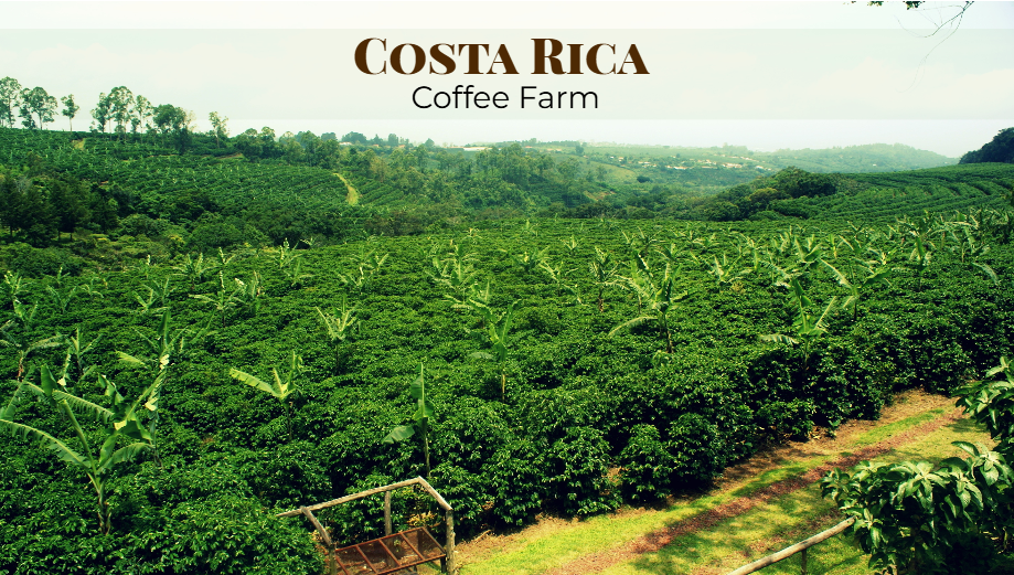 COSTA RICA - LIGHT ROAST