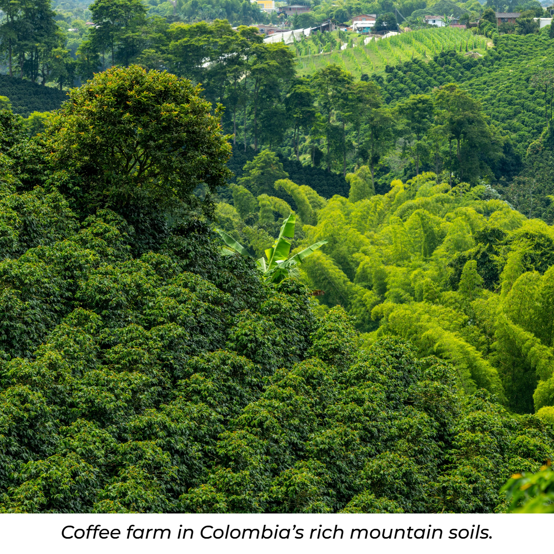 COLOMBIAN EXCELSO - LIGHT ROAST