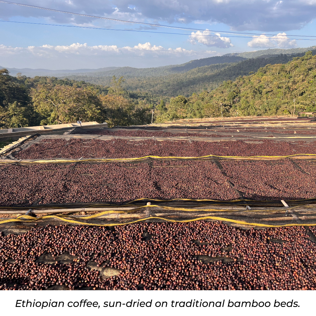 ETHIOPIAN MOCHA DJIMMA - MEDIUM ROAST