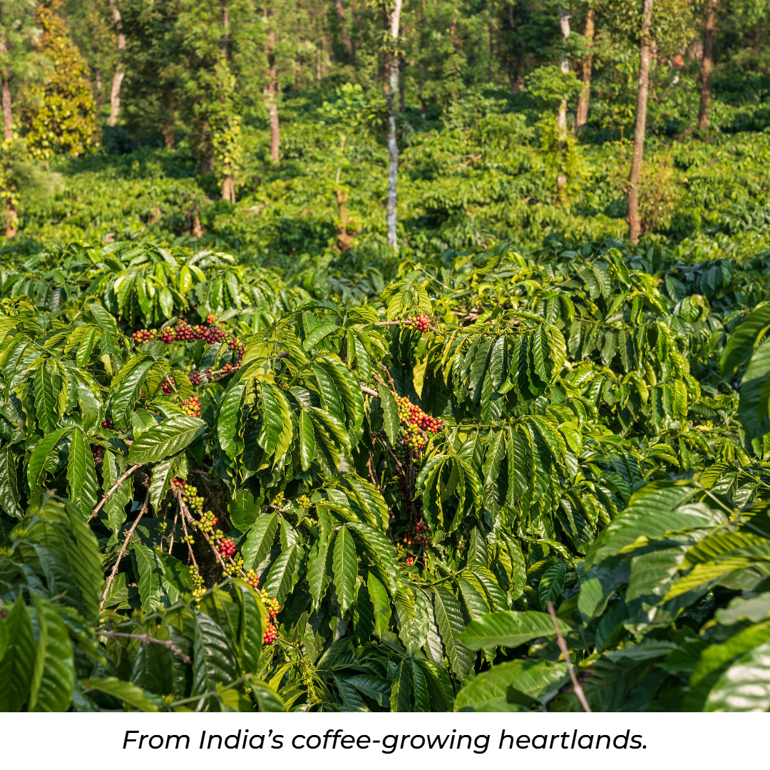 MONSOON MALABAR - DARK ROAST