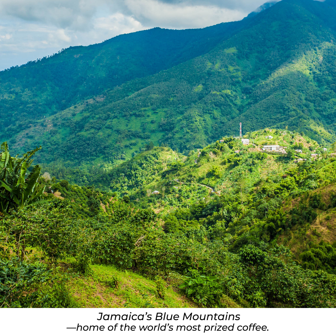 100% JAMAICA BLUE MOUNTAIN - MEDIUM ROAST