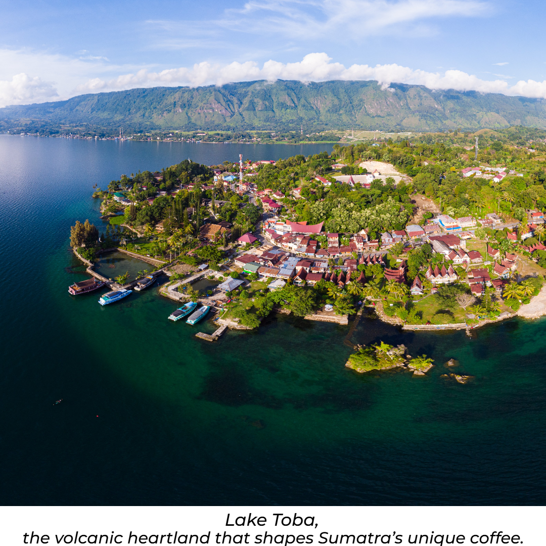 SUMATRA LINTONG TOBA - DARK ROAST