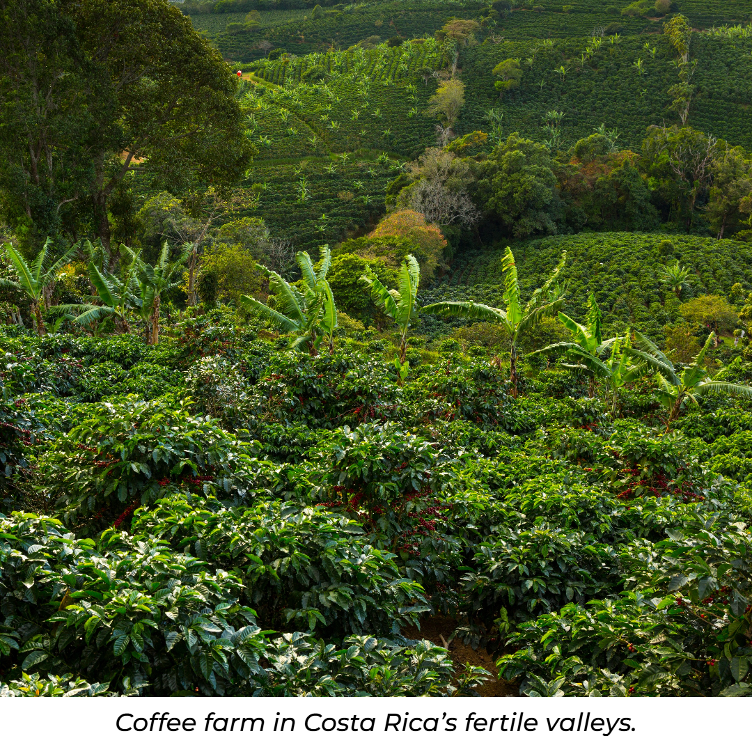 COSTA RICA - LIGHT ROAST