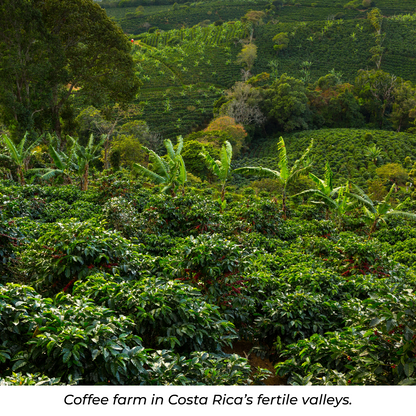 COSTA RICA - LIGHT ROAST