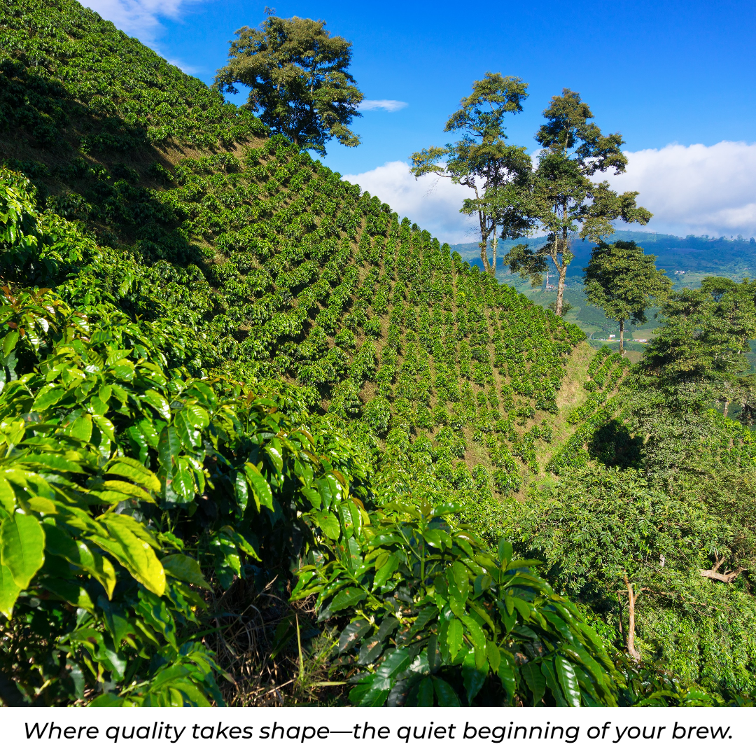 OLD BROWN JAVA - DARK ROAST