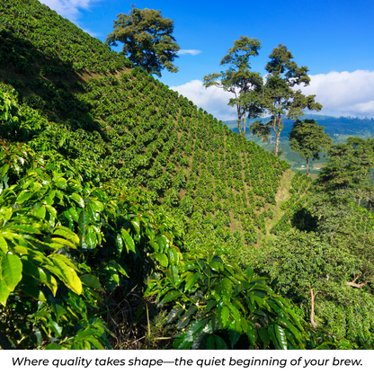 OLD BROWN JAVA - DARK ROAST