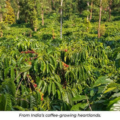 MONSOON MALABAR - DARK ROAST