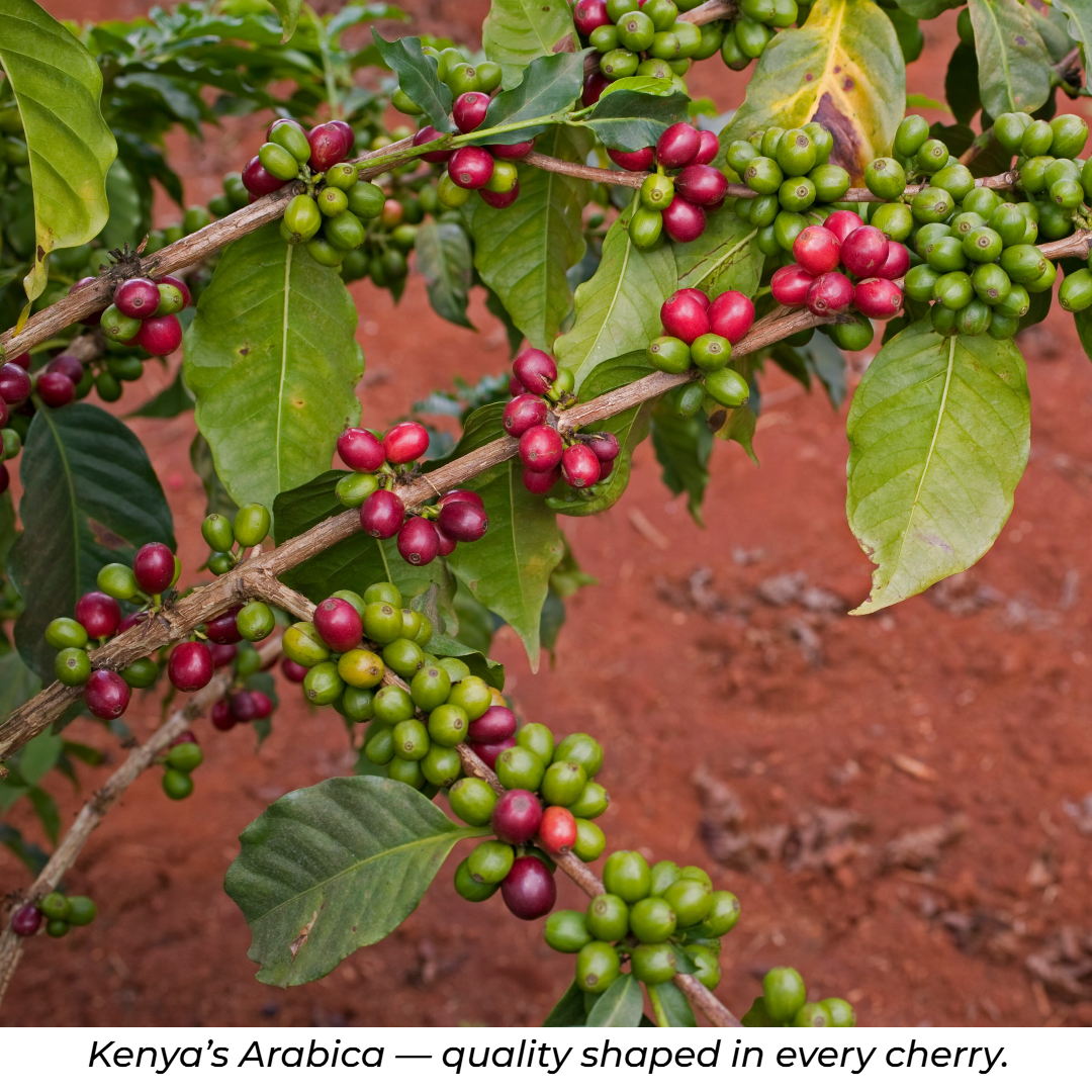 KENYA AA - MEDIUM ROAST