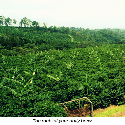 EL SALVADOR - MEDIUM ROAST