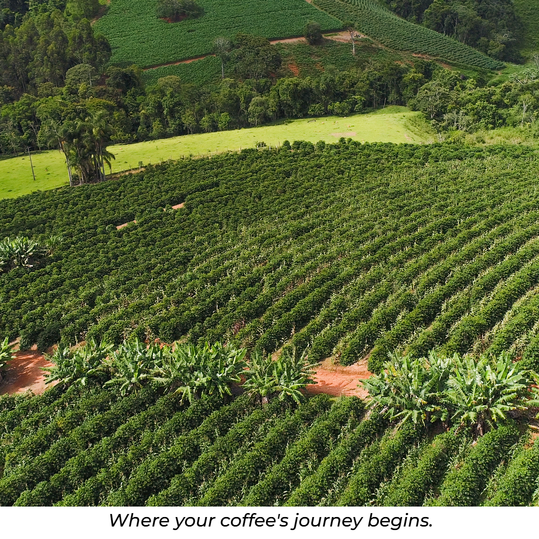 BURUNDI - MEDIUM ROAST